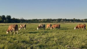 regenerarea-pasunilor-prin-insamantarea-de-flori-de-camp-proiect-Mures-fundatia-ADEPT-Transilvania