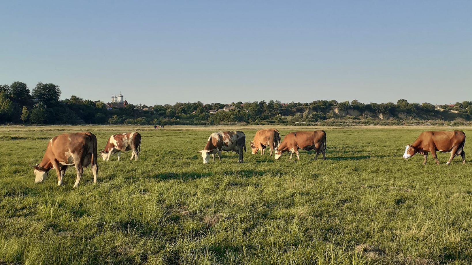 regenerarea-pasunilor-prin-insamantarea-de-flori-de-camp-proiect-Mures-fundatia-ADEPT-Transilvania