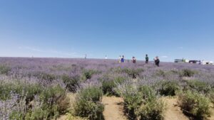 Culturile de plante noi câştigă teren în regiunea Moldovei