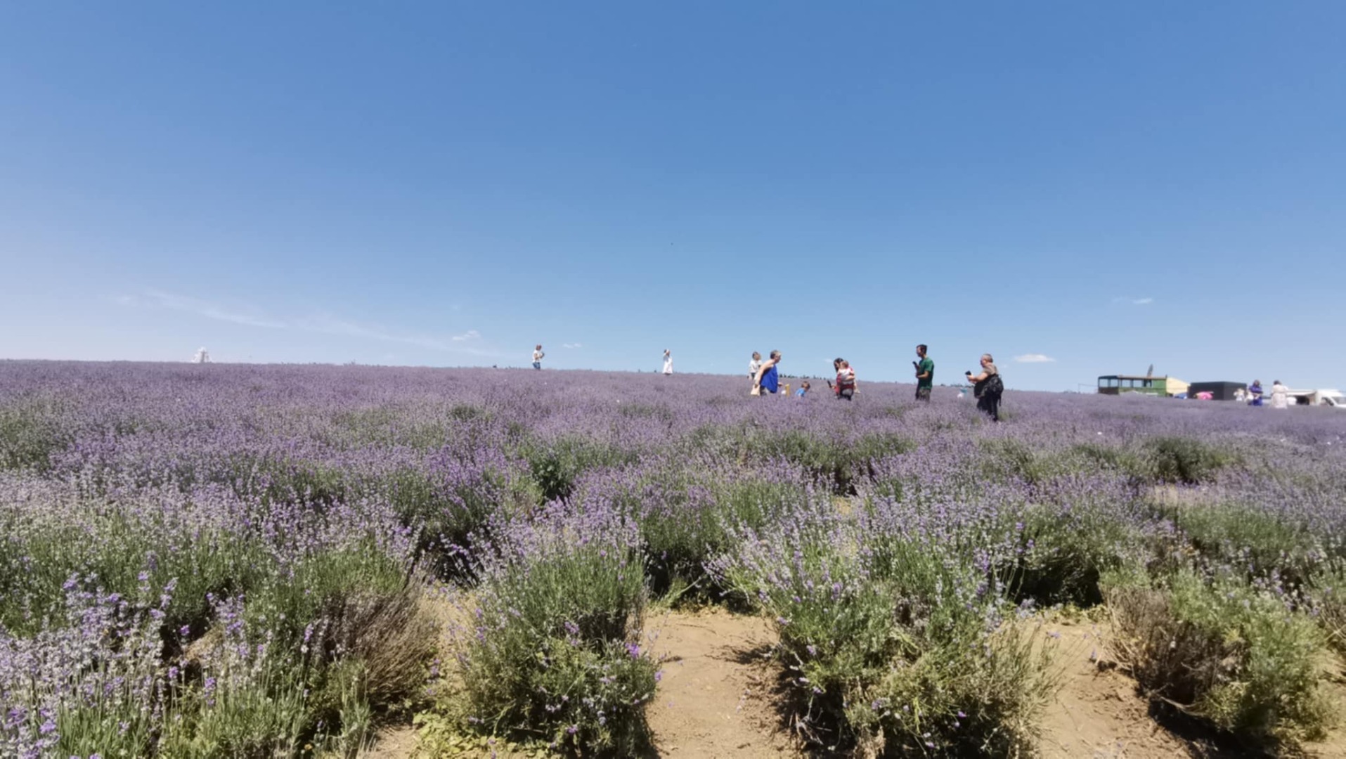 Culturile de plante noi câştigă teren în regiunea Moldovei