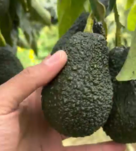 soiuri de avocado