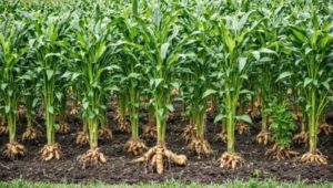 cum-se-cultiva-ghimbirul-inclusiv-pe-balcon-experienta-italiana-de-adaptare-la-clima-locala