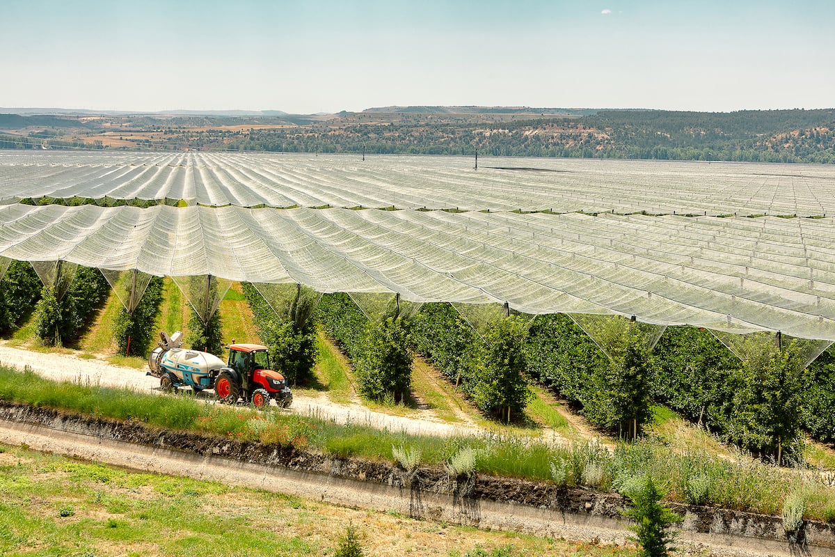 merele de soria sunt cele mai bune mere din europa