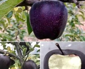 merele-negre-black-diamond-apples-cultivate-in-tibet-scumpe-si-cu-foarte-multe-proprietati