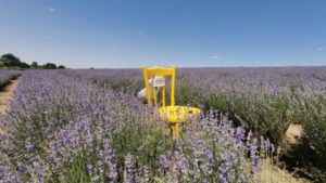 Festivalul Lavandair Pick U FOTO Ștefan Both