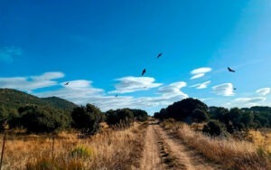 atacurile vulturilor afecteaza si oile vii