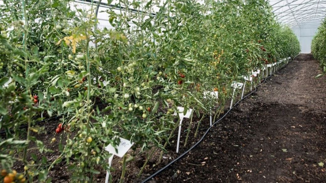 Soiuri noi de legume înscrise în catalogul comun european.