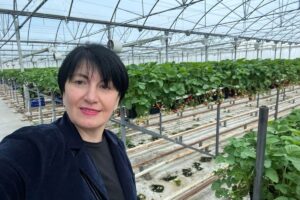 sera-capsuni-sistem-hidroponic-georgia-reconvertita-din-sera-de-rosii-foloseste-energia-geotermala