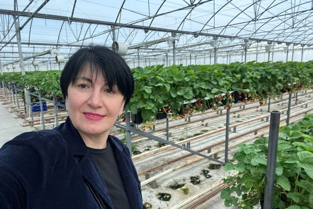 sera-capsuni-sistem-hidroponic-georgia-reconvertita-din-sera-de-rosii-foloseste-energia-geotermala