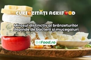 Mirosul distinctiv al brânzeturilor depinde de bacterii și mucegaiuri