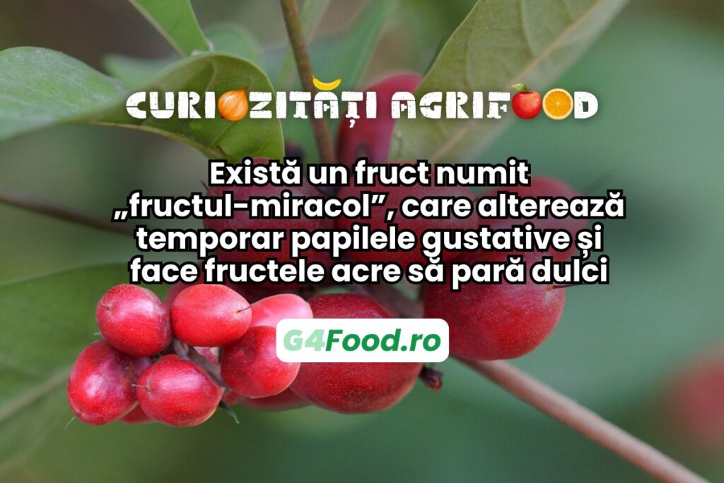 Fructul-miracol schimbă percepția gustului