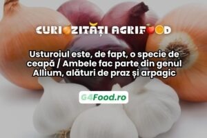 Usturoiul este o ceapă