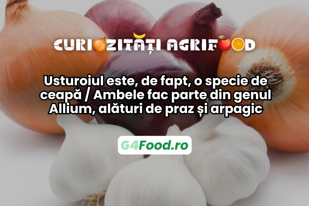 Usturoiul este o ceapă