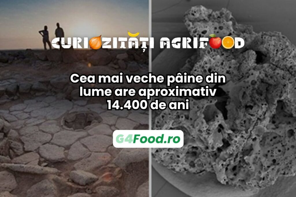 Cea mai veche pâine are 14.400 de ani