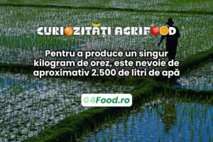 Pentru doar un kilogram de orez sunt necesari 2.500 de litri de apă