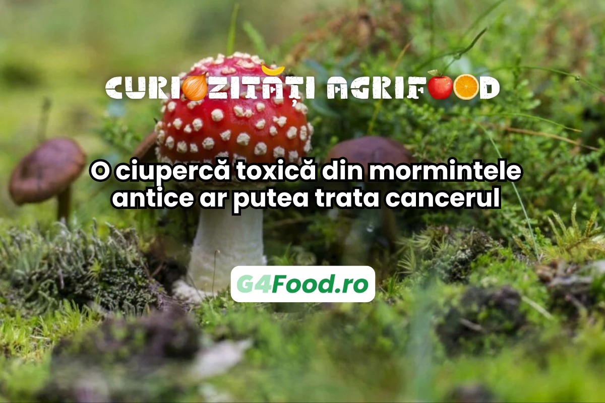 Ar putea fi al doilea medicament important provenit din ciuperci, după penicilină