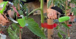 aparat grădinărit legat plante