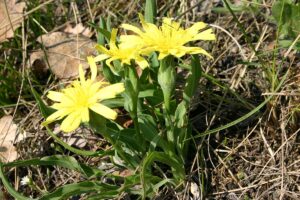 ce-este-si-cum-se-foloseste-la-gatit-radacina-de-scortonera-proprietati-digestive