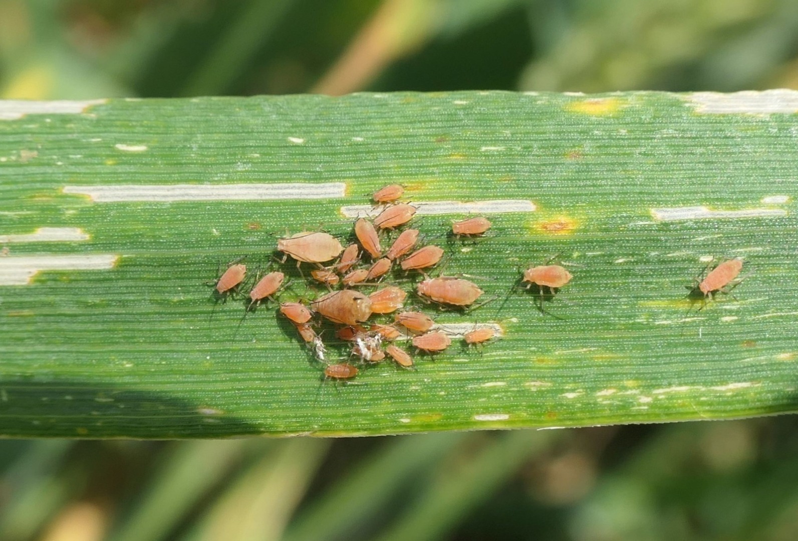 Atac afide la grâu și porumb