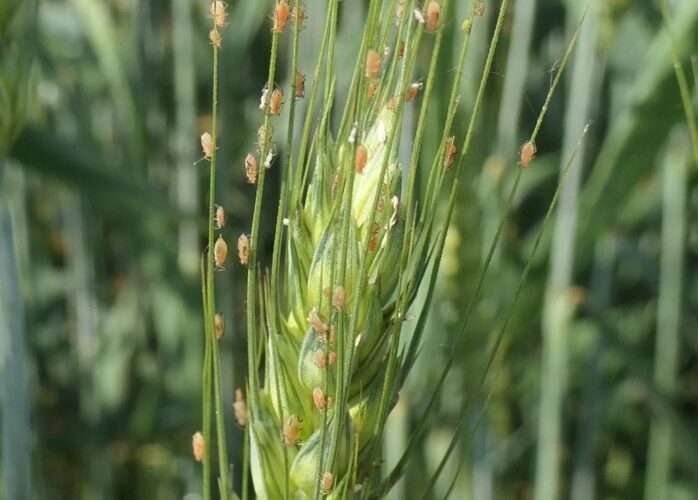 care-sunt-produsele-fitosanitare-omologate-pe-piata-pentru-combaterea-afidelor-precizari-AFN