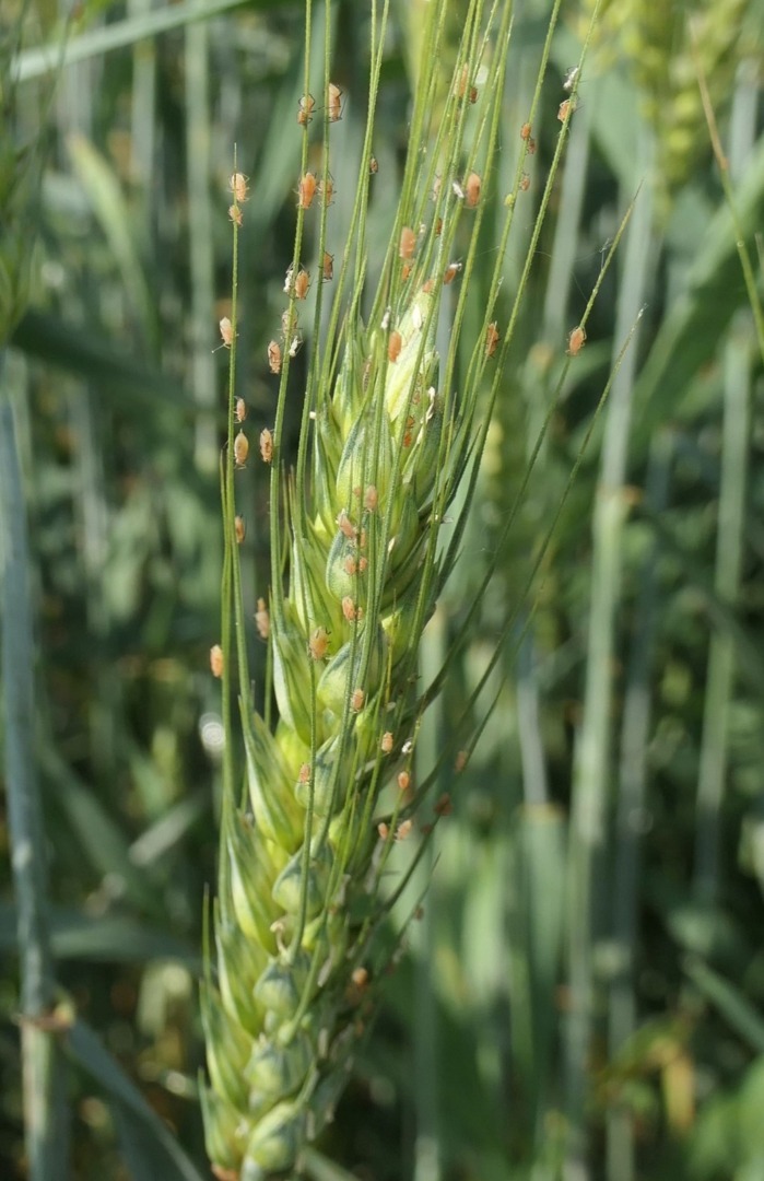 Atac afide la grâu și porumb