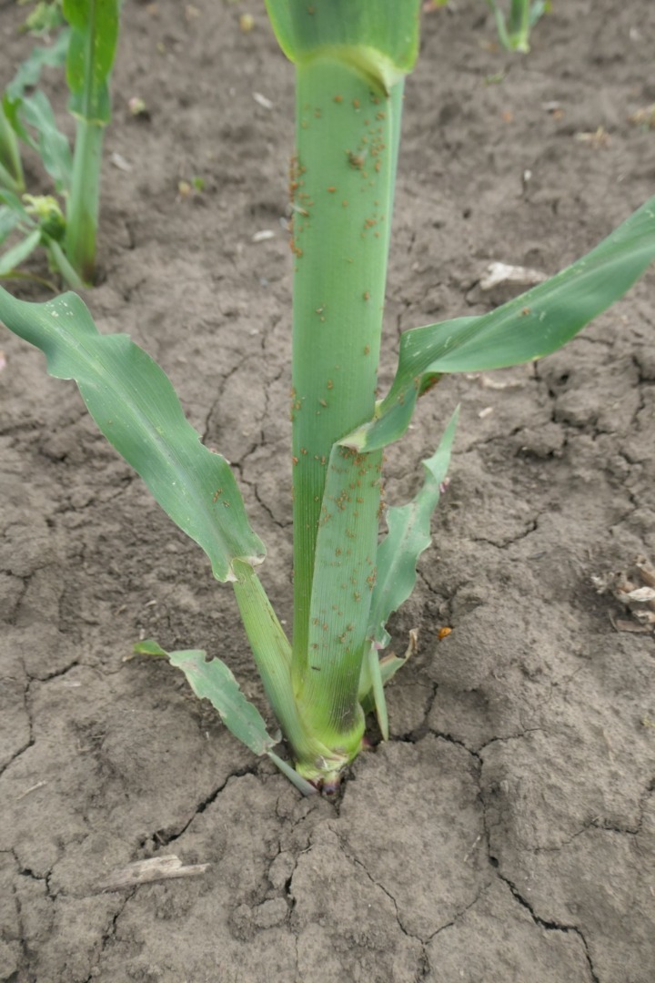 Atac afide la grâu și porumb