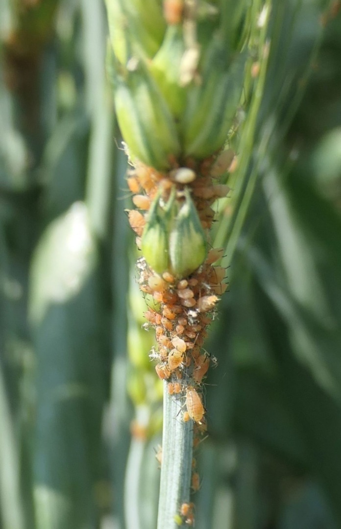 Atac afide la grâu și porumb