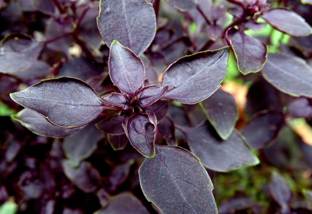 busuiocul-violet-care-sunt-proprietatile-sale-cum-se-foloseste-si-cum-se-cultiva