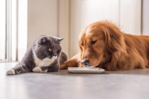 caine pisisca mancare