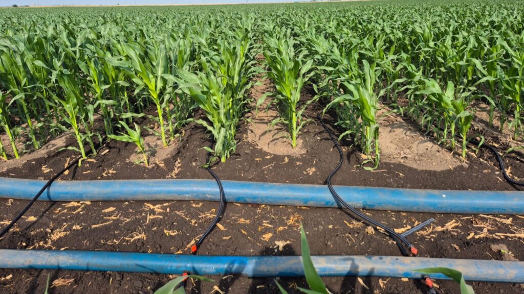 Fermierul Alexandru Chiriță a pornit instalația de irigare prin picurare a porumbului.