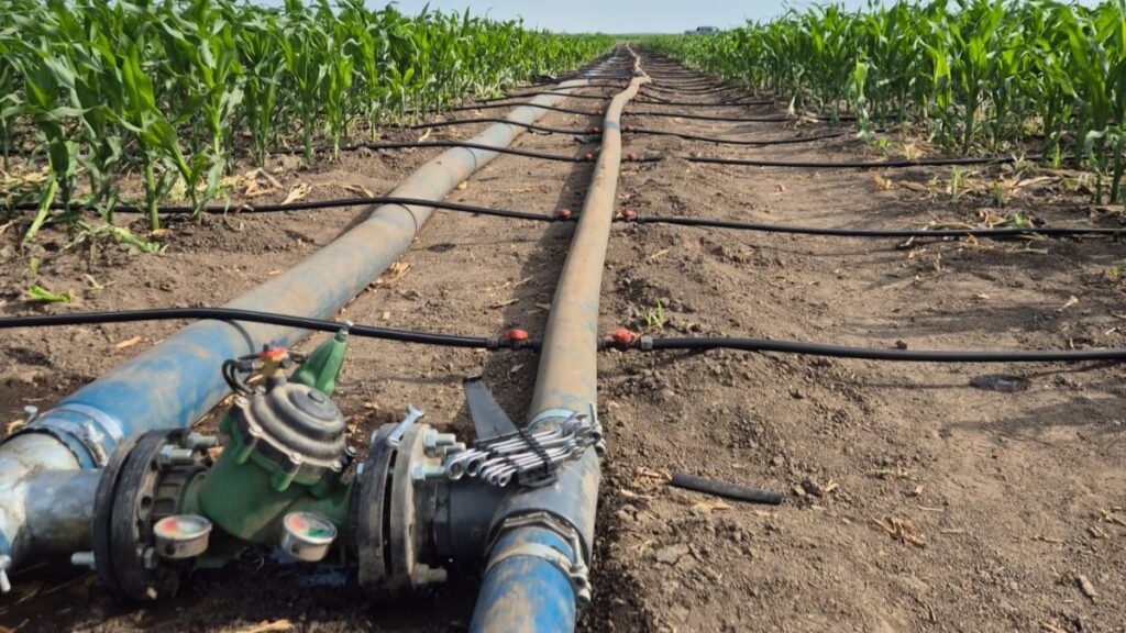 Fermierul Alexandru Chiriță a pornit instalația de irigare prin picurare la porumb.