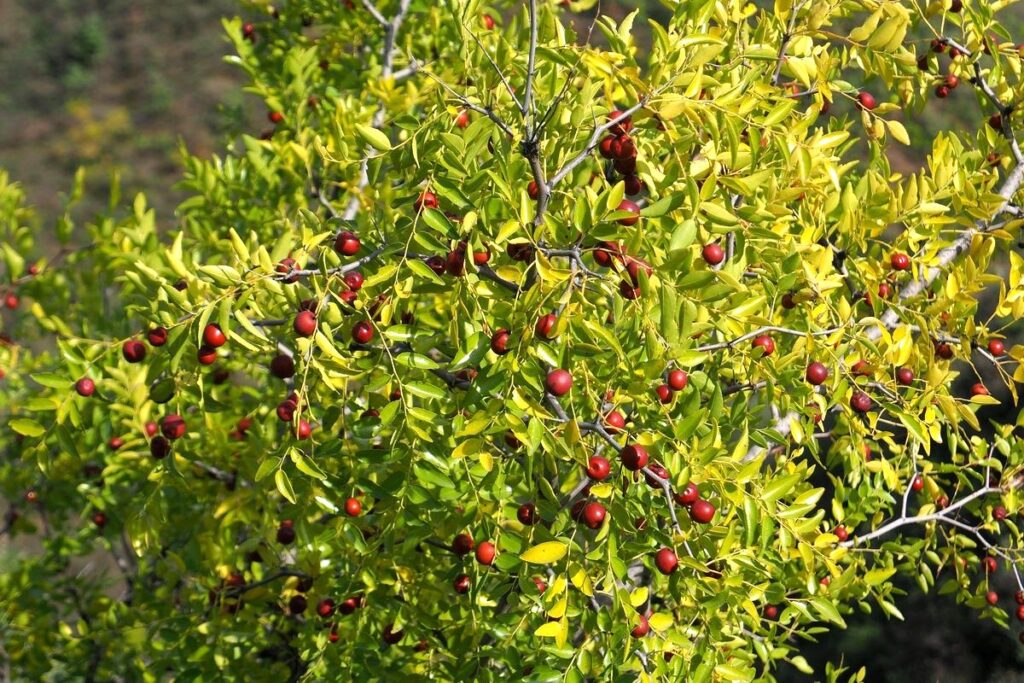 curmale-chinezesti-cultivate-cu-succes-in-oltenia-la-dabuleni-merg-mai-bine-decat-fructele-traditionale-afectate-de-fenomenele-meteo-extreme