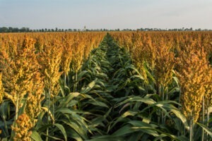 Cultivarea porumbului a fost înlocuită cu cea de sorg