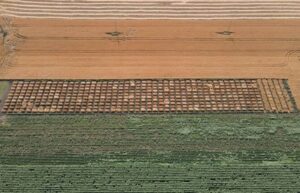 peste-400-de-soiuri-de-grau-cultivate-experimental-la-Facultatea-de-Agricultura-USV-Iasi