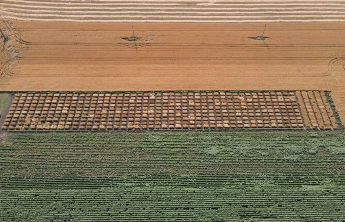 peste-400-de-soiuri-de-grau-cultivate-experimental-la-Facultatea-de-Agricultura-USV-Iasi