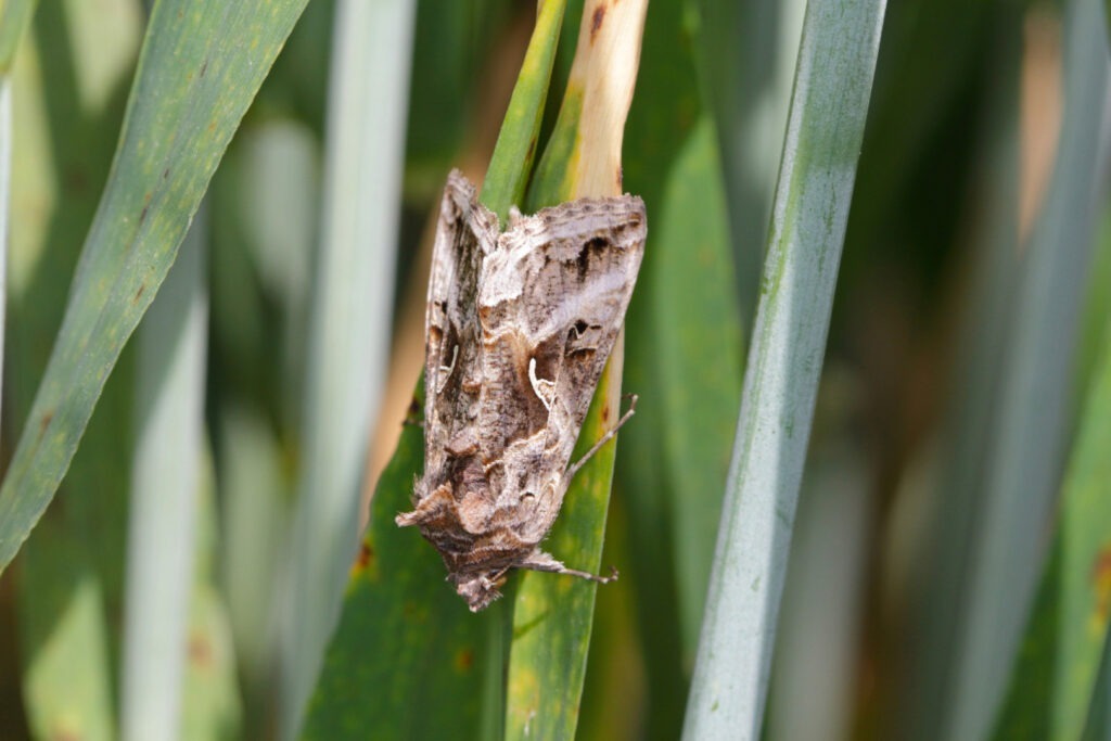 Fluturele migrator buha gamma, văzut în România