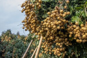 Fructele de longan rămân neculese, din cauza interdicției importurilor de fructe