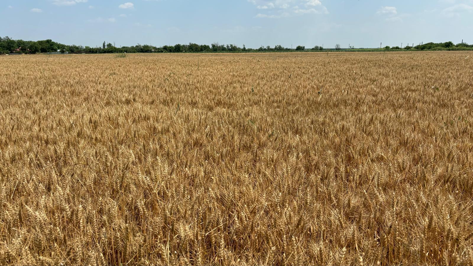 Grâul din Bărăgan, gata de recoltat: imagini spectaculoase