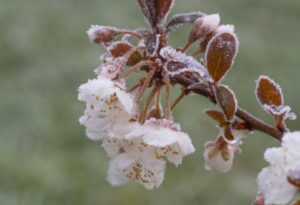 Livezile din Moldova, afectate de înghețul târziu din aprilie