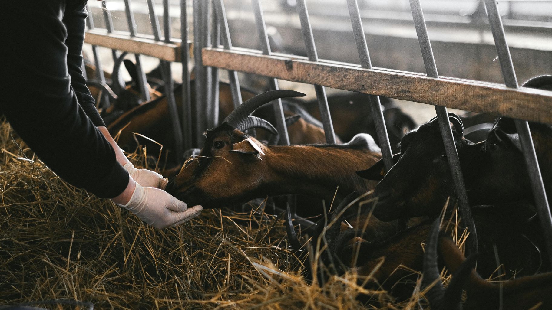 noua-eticheta-pentru-produse-de-origine-animala-Elvetia-practicile-la-care-au-fost-supuse