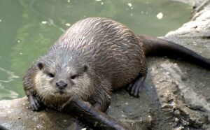 Pescarii suceveni cer controlul populației de vidre