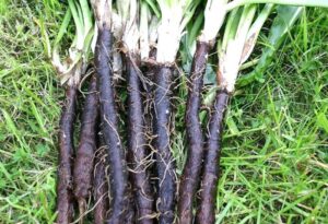 ce-este-si-cum-se-foloseste-la-gatit-radacina-de-scortonera-proprietati-digestive