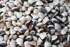 vongole-italiene-testate-in-marea-neagra-proiect-de-cercetare-acvacultura