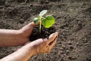 Humusul est partea fertilă din sol