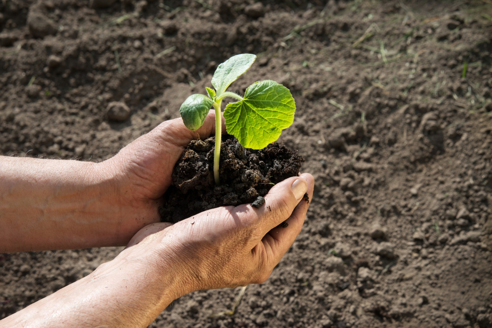 Humusul est partea fertilă din sol