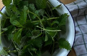 Beneficiile si efectele secundare ale consumului de urzici