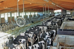 crescatoriile-de-vaci-din-nordul-Italiei-in-alerta-din-cauza-caldurii