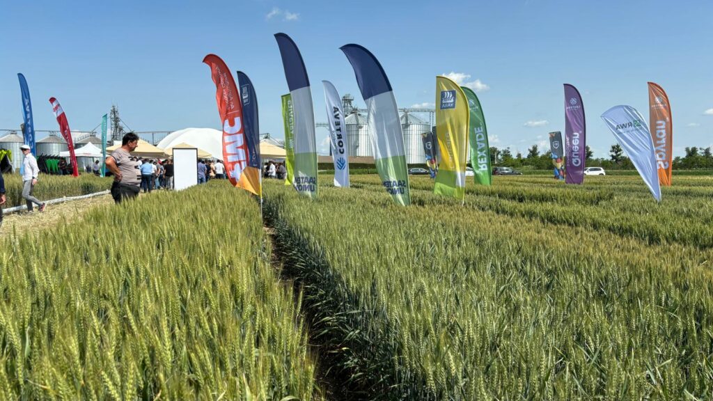 Ziua Grâului Bărăgan: Eveniment dedicat progresului agricol, organizat de Forumul APPR