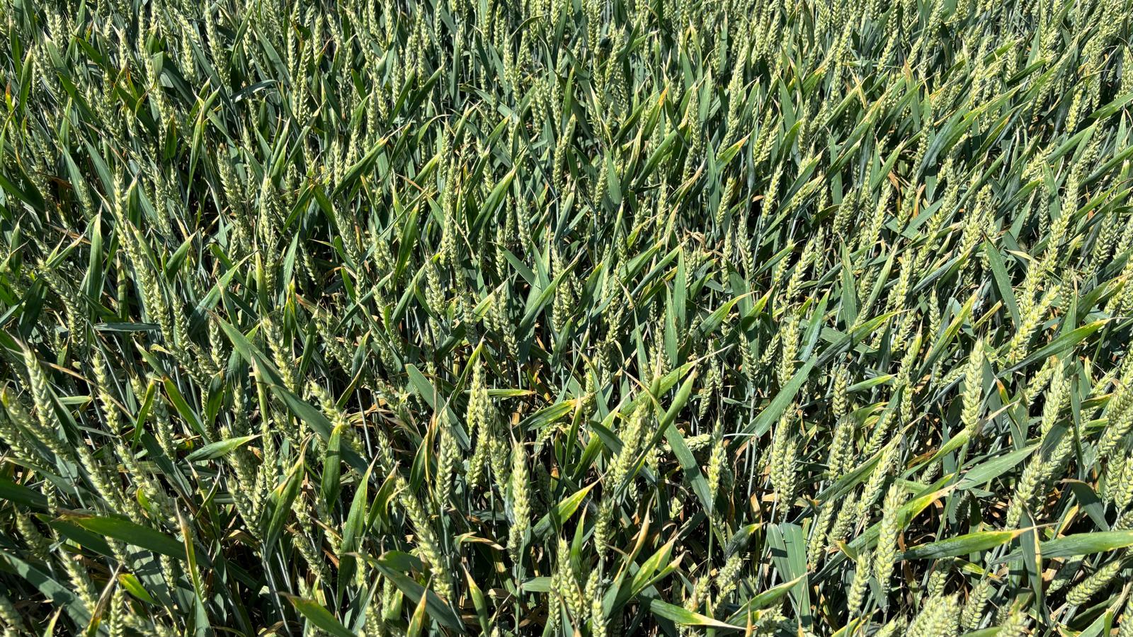 Ziua Grâului Bărăgan: Eveniment dedicat progresului agricol, organizat de Forumul APPR