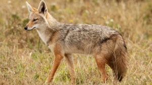 Șacalii au devenit un pericol pentru gospodăriile din toată țara